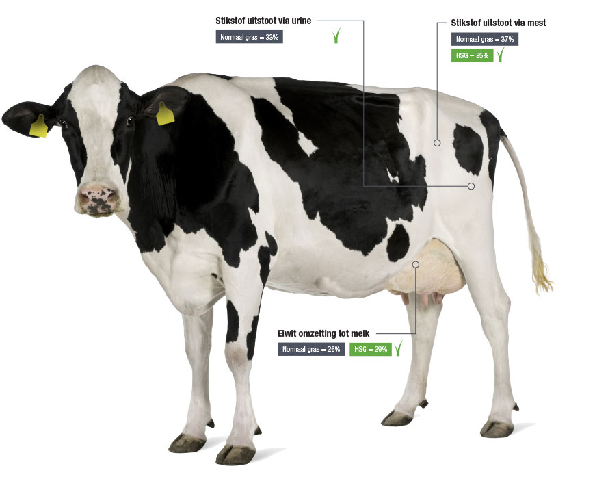 HighSugarGrass Koe Stats